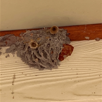 Apocrita (suborder) Nest (Unidentified wasp nest) at Bendick Murrell, NSW - 22 Jun 2025 by BCTbluebucket