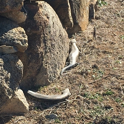 Tiliqua scincoides scincoides (Eastern Blue-tongue) at Tharwa, ACT - 21 Jun 2025 by dwise