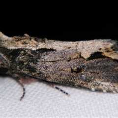 Dipterygina kebeae (A Noctuid moth (Acronictinae) at Bloomsbury, QLD - 19 Oct 2008 by PJH123
