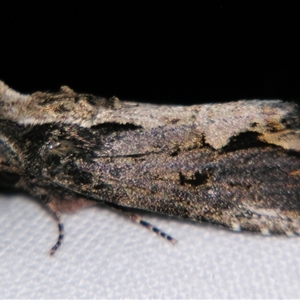 Dipterygina kebeae (A Noctuid moth (Acronictinae) at Bloomsbury, QLD - 19 Oct 2008 by PJH123