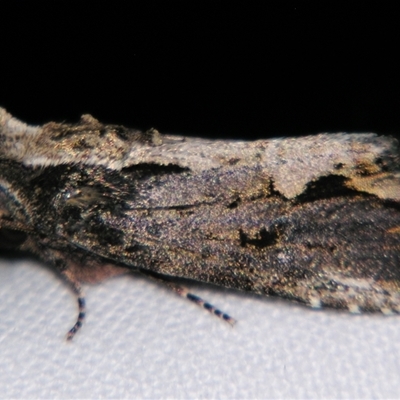 Dipterygina kebeae (A Noctuid moth (Acronictinae) at Bloomsbury, QLD - 19 Oct 2008 by PJH123