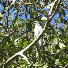 Coracina papuensis (White-bellied Cuckooshrike) at Caparra, NSW - Today by maznee