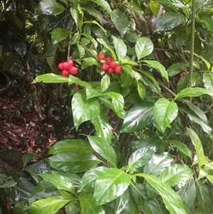 Antirhea tenuiflora (crimson berry) at Cape Tribulation, QLD - 4 Jan 2025 by JasonPStewartNMsnc2016