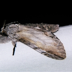 Teleclita dryinopa (Notodontidae) at Bloomsbury, QLD - 19 Oct 2008 by PJH123