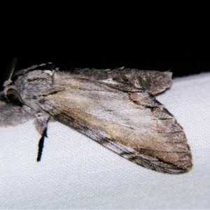 Teleclita dryinopa (Notodontidae) at Bloomsbury, QLD - 19 Oct 2008 by PJH123