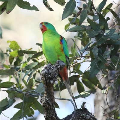 Lathamus discolor (Swift Parrot) at Mount Annan, NSW - Yesterday by MandyandScott
