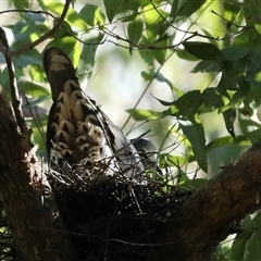 Leucosarcia melanoleuca (Wonga Pigeon) at Mount Annan, NSW - 22 Jun 2025 by MandyandScott