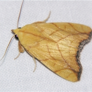 Xanthodes transversa (Bagisarinae) at Bloomsbury, QLD - 19 Oct 2008 by PJH123