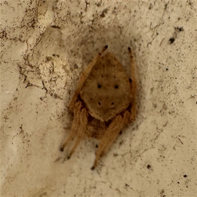 Socca pustulosa at Green Cape, NSW - 22 Jun 2025 by Hejor1