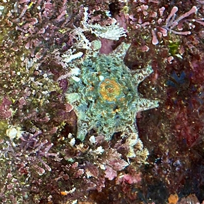 Meridiastra calcar (Eight arm Seastar) at Green Cape, NSW - 21 Jun 2025 by Hejor1