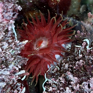 Phlyctenanthus australis at Green Cape, NSW - 21 Jun 2025 by Hejor1