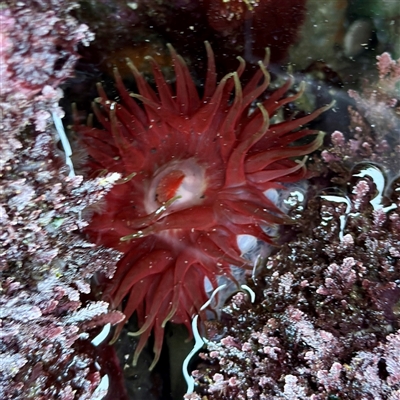 Phlyctenanthus australis at Green Cape, NSW - 21 Jun 2025 by Hejor1