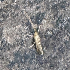 Trichoptera (order) at Green Cape, NSW - 21 Jun 2025 by Hejor1