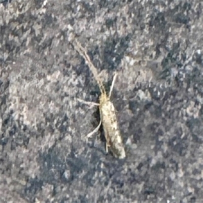 Trichoptera (order) at Green Cape, NSW - 21 Jun 2025 by Hejor1