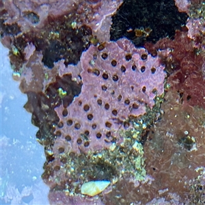 Porifera sp. (Sponges) at Green Cape, NSW - 21 Jun 2025 by Hejor1