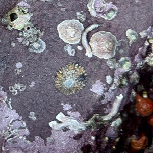 Cellana tramoserica at Green Cape, NSW - 21 Jun 2025 by Hejor1