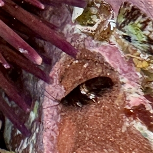 Amphipoda (order) at Green Cape, NSW - 21 Jun 2025 by Hejor1