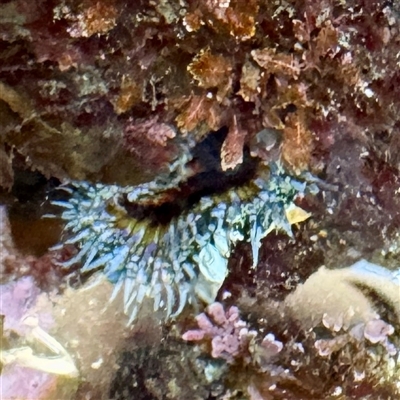 Oulactis muscosa (Sand Anemone) at Green Cape, NSW - 21 Jun 2025 by Hejor1