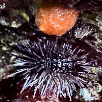 Heliocidaris erythrogramma (Sea Urchin) at Green Cape, NSW - 21 Jun 2025 by Hejor1