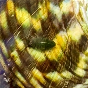 Amphipoda (order) at Green Cape, NSW - 21 Jun 2025 by Hejor1
