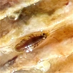 Amphipoda (order) at Green Cape, NSW - 21 Jun 2025 by Hejor1