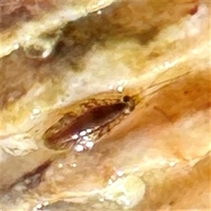 Amphipoda (order) at Green Cape, NSW - 21 Jun 2025 by Hejor1