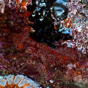 Corynactis australis (Jewel anemone) at Green Cape, NSW - 21 Jun 2025 by Hejor1