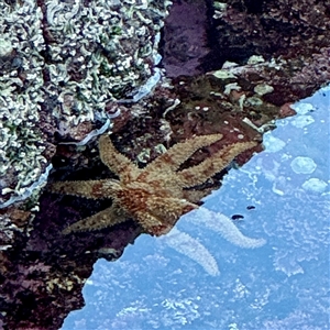 Coscinasterias muricata (Eleven-armed Seastar) at Green Cape, NSW - 21 Jun 2025 by Hejor1