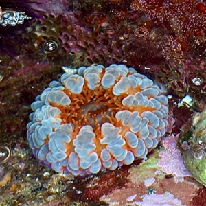 Phlyctenanthus australis (Brain Anemone) at Green Cape, NSW - 21 Jun 2025 by Hejor1