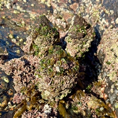 Pyura sp. at Green Cape, NSW - 21 Jun 2025 by Hejor1