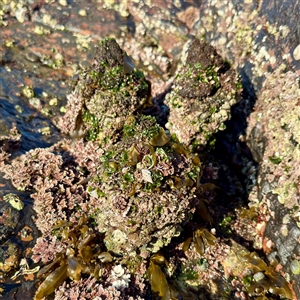 Pyura sp. at Green Cape, NSW - 21 Jun 2025 by Hejor1