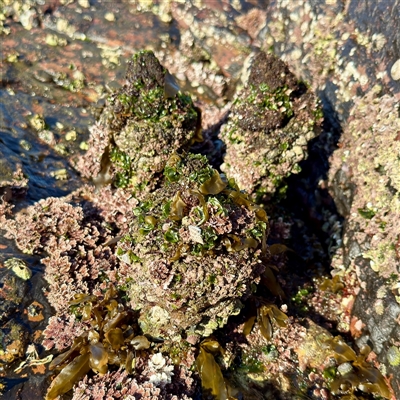 Pyura sp. at Green Cape, NSW - 21 Jun 2025 by Hejor1