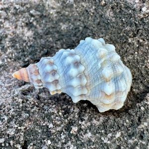 Nodilittorina pyramidalis (Nodilittorina pyramidalis) at Green Cape, NSW - 21 Jun 2025 by Hejor1