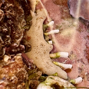 Porifera sp. (Sponges) at Green Cape, NSW - 21 Jun 2025 by Hejor1