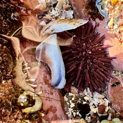 Porifera sp. at Green Cape, NSW - 21 Jun 2025 09:55 AM