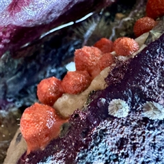 Porifera sp. at Green Cape, NSW - 21 Jun 2025 09:55 AM