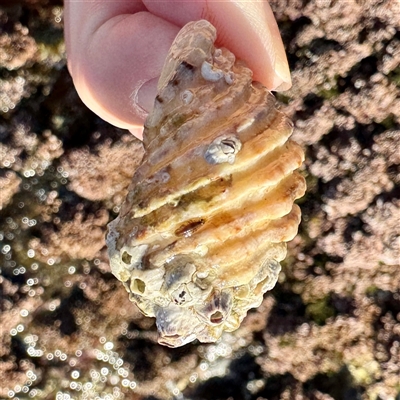 Dicathais orbita (Cartrut Shell ,The Sickly Purpurea) at Green Cape, NSW - 21 Jun 2025 by Hejor1