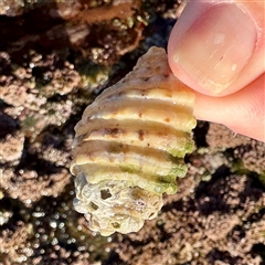 Dicathais orbita at Green Cape, NSW - 21 Jun 2025 09:55 AM