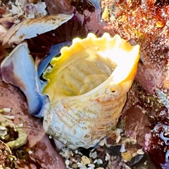 Dicathais orbita at Green Cape, NSW - 21 Jun 2025 09:55 AM