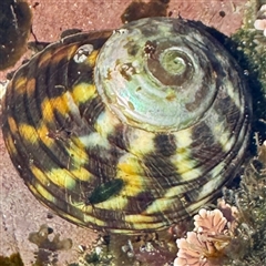 Lunella undulata (Green Turban Shell/Warrener) at Green Cape, NSW - 21 Jun 2025 by Hejor1