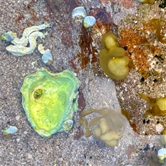 Saccostrea glomerata (Sydney Rock Oyster) at Green Cape, NSW - 21 Jun 2025 by Hejor1