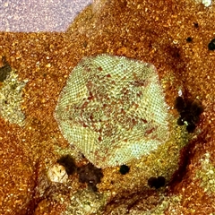 Parvulastra exigua (Rock pool seastar) at Green Cape, NSW - 21 Jun 2025 by Hejor1
