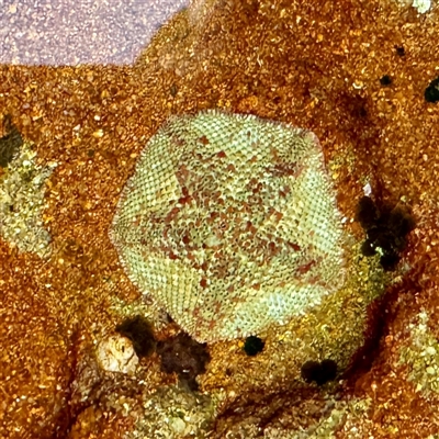 Parvulastra exigua (Rock pool seastar) at Green Cape, NSW - 21 Jun 2025 by Hejor1