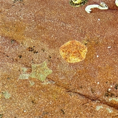 Parvulastra exigua at Green Cape, NSW - 21 Jun 2025 09:21 AM