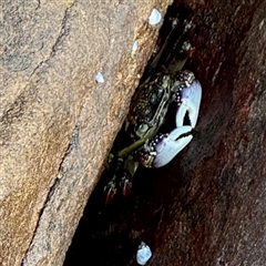 Leptograpsus variegatus at Green Cape, NSW - 21 Jun 2025 09:12 AM