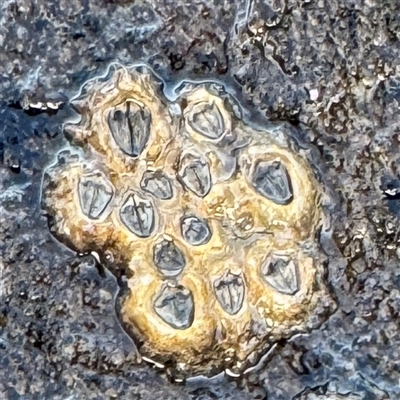 Chamaesipho tasmanica (Honeycomb Barnacle) at Green Cape, NSW - 21 Jun 2025 by Hejor1