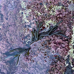 Codium fragile at Green Cape, NSW - 21 Jun 2025 by Hejor1