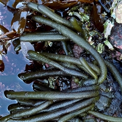 Unverified at suppressed - suppressed