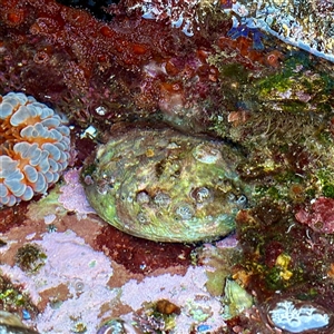 Haliotis rubra rubra (Blacklip Abalone) at Green Cape, NSW - 21 Jun 2025 by Hejor1