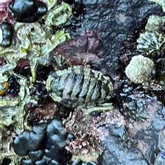 Sypharochiton pelliserpentis (Snakeskin Chiton) at Green Cape, NSW - 21 Jun 2025 by Hejor1